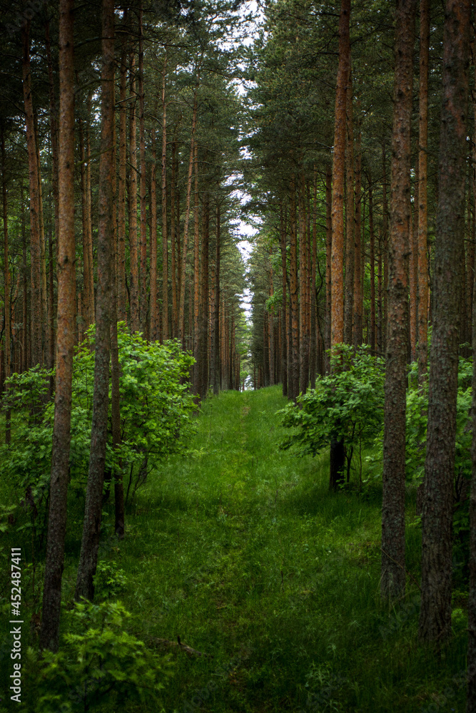 Fototapeta premium In the forest