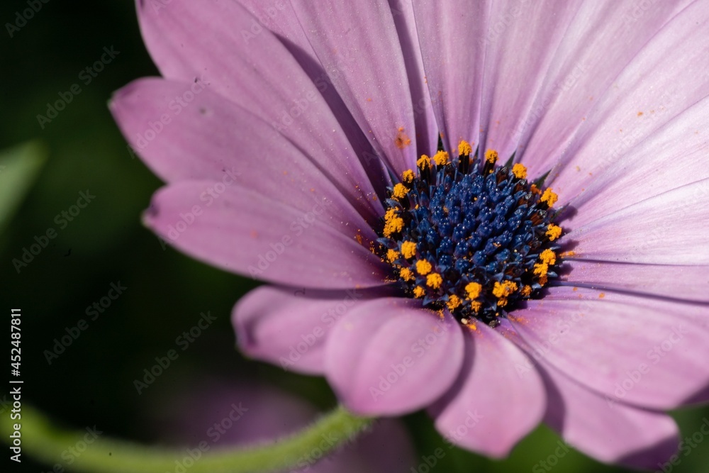 Pink or purple flower, close up macro with pollen Pink or purple flower, close up macro with pollen
