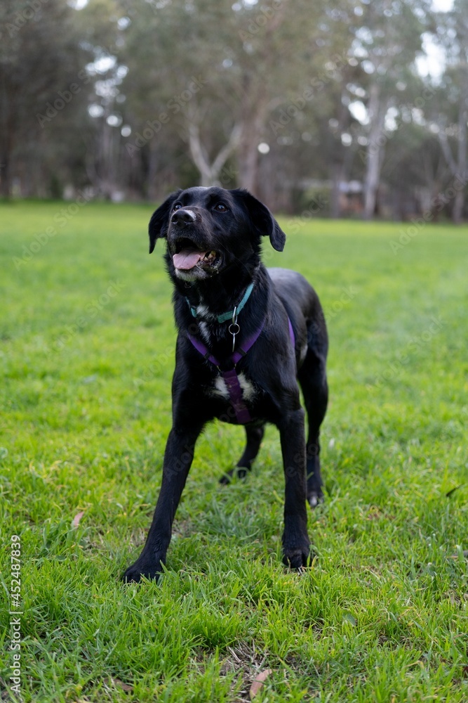 black labrador retriever dog black labrador retriever dog