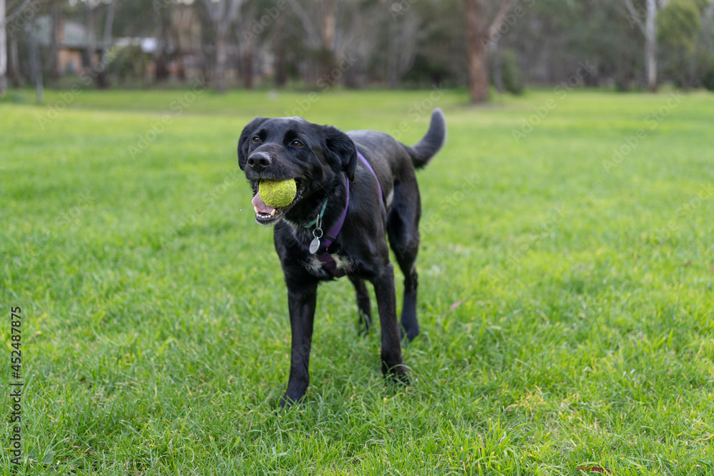 black labrador retriever in the park with a tennis ball black labrador retriever in the park with a tennis ball