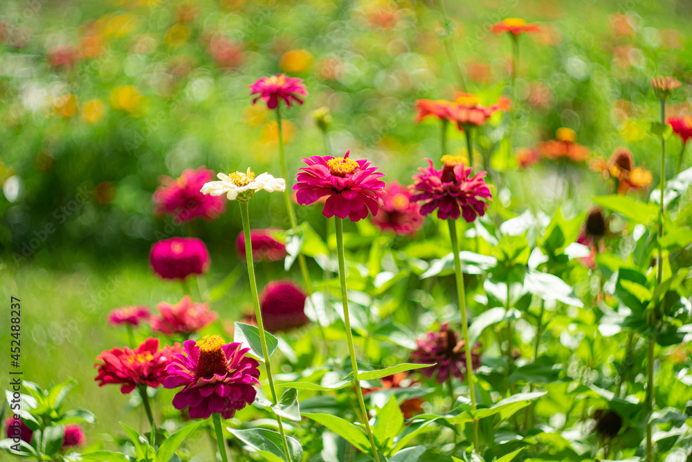 Marigold flowers on a natural background with bokeh effect.