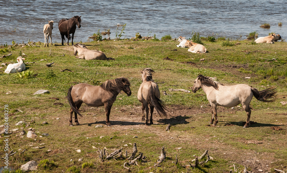 Fototapeta premium Wild horses at lake Engure in summer day, Latvia.
