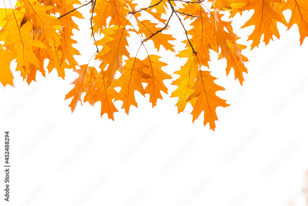 Autumn background. Branches with yellow oak leaves, isolated on white background. Autumn background. Branches with yellow oak leaves, isolated on white background.