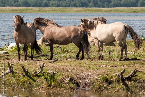Wild horses at lake Engure in summer day  Latvia.