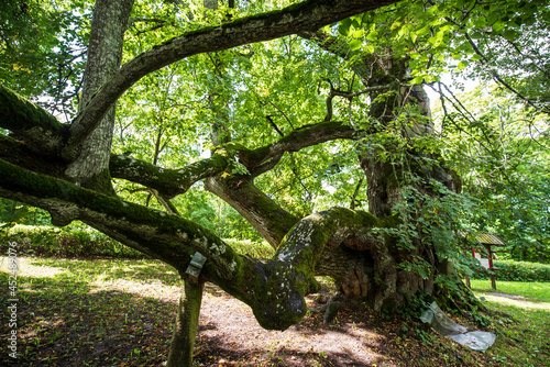 Sasmaka linden in Valdemarpils town - the thickest linden in Latvia and the Baltics. photo