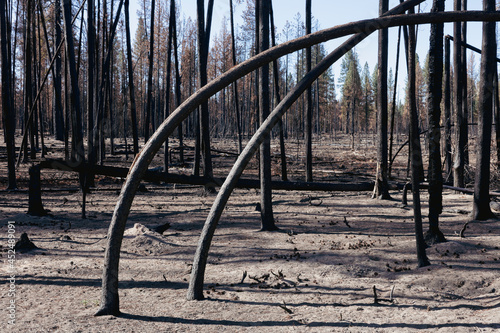 Destroyed and burned forest after extensive wildfire, charred twisted trees photo