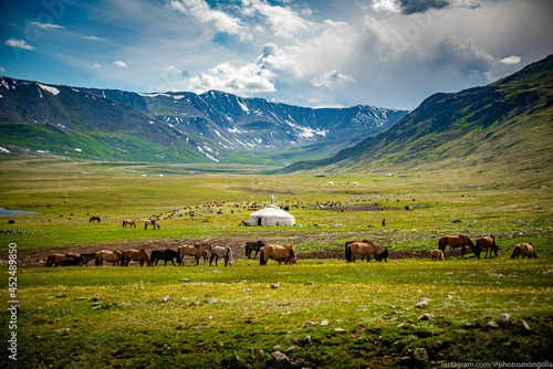 Fotografiet Mongolian animals grazing in the summer pasture