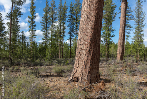 Deschutes National Forest, Oregon photo