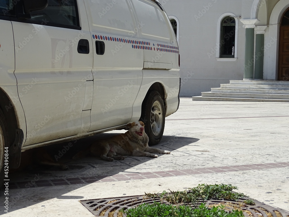Pies chroni sie przed upałem pod samochodem, Rethymno, Kreta, Grecja - obrazy, fototapety, plakaty 