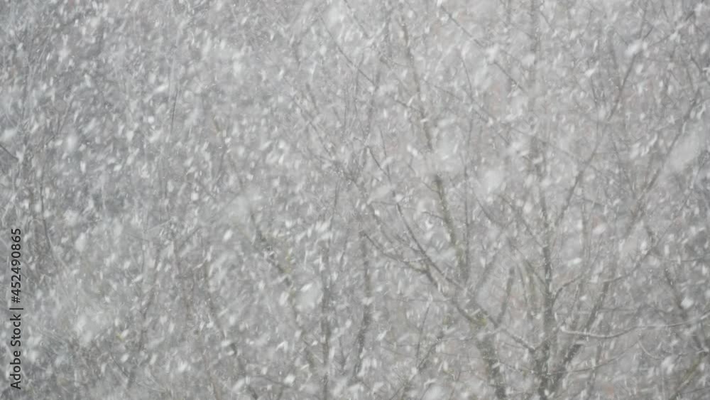 Snowflakes of wintry Christmas snowfall. White snow flakes falling in winter. Cold snowy forest nature in december before New Year. Windy weather before snowstorm or blizzard. Bare trees from window. Snowflakes of wintry Christmas snowfall. White snow flakes falling in winter. Cold snowy forest nature in december before New Year. Windy weather before snowstorm or blizzard. Bare trees from window.