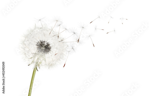 Beautiful puffy dandelion blowball and flying seeds on white background