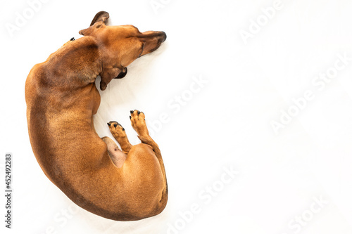 Dachshund dog lies on a white background. Top view, place for text.