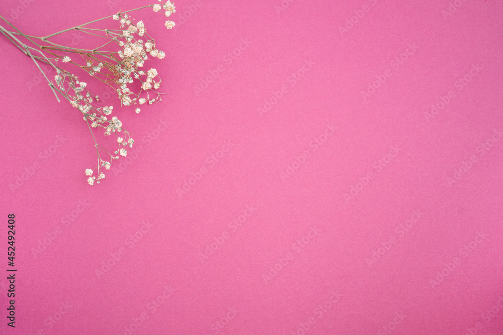 Artistic natural background. White dry flowers on a pink background