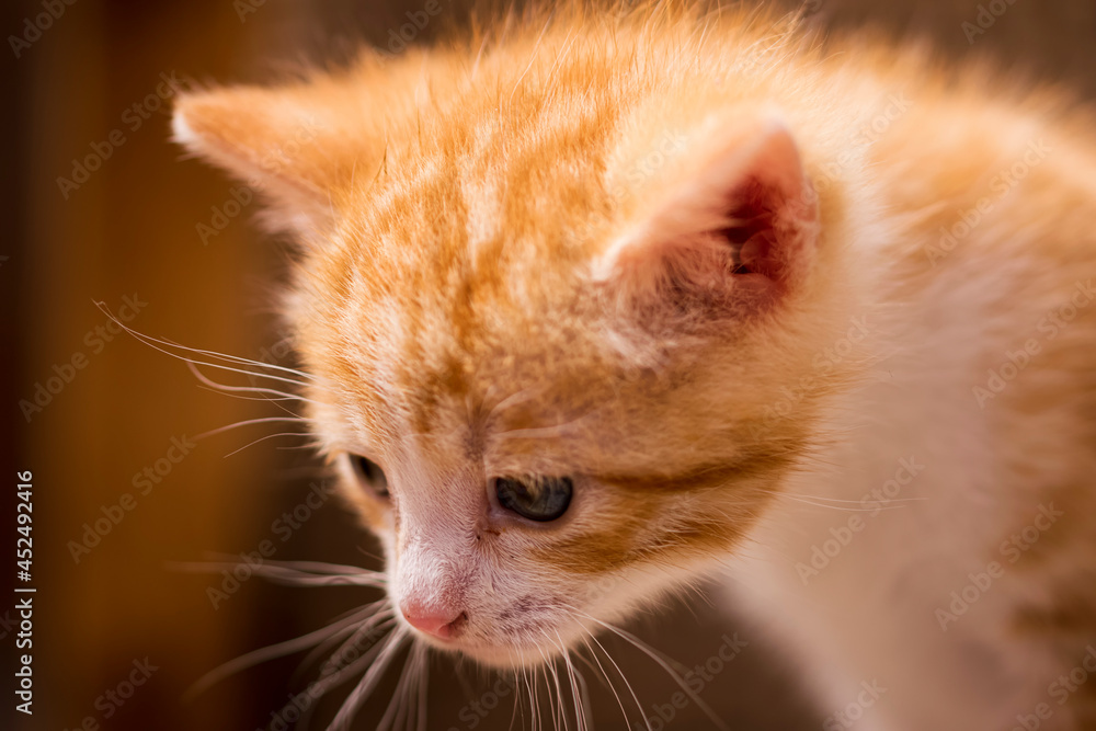 Close-up of a kitten with a lost look, with beautiful blue eyes. Photography made in Madrid, Spain. 