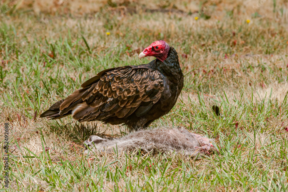 Turkey Vulture (Cathartes aura) on a dead raccoon (Procyon lotor) shot down by a car in Bodega Bay area, California, USA Turkey Vulture (Cathartes aura) on a dead raccoon (Procyon lotor) shot down by a car in Bodega Bay area, California, USA