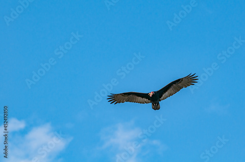 Turkey Vulture  Cathartes aura  in Piedras Blancas  California  USA