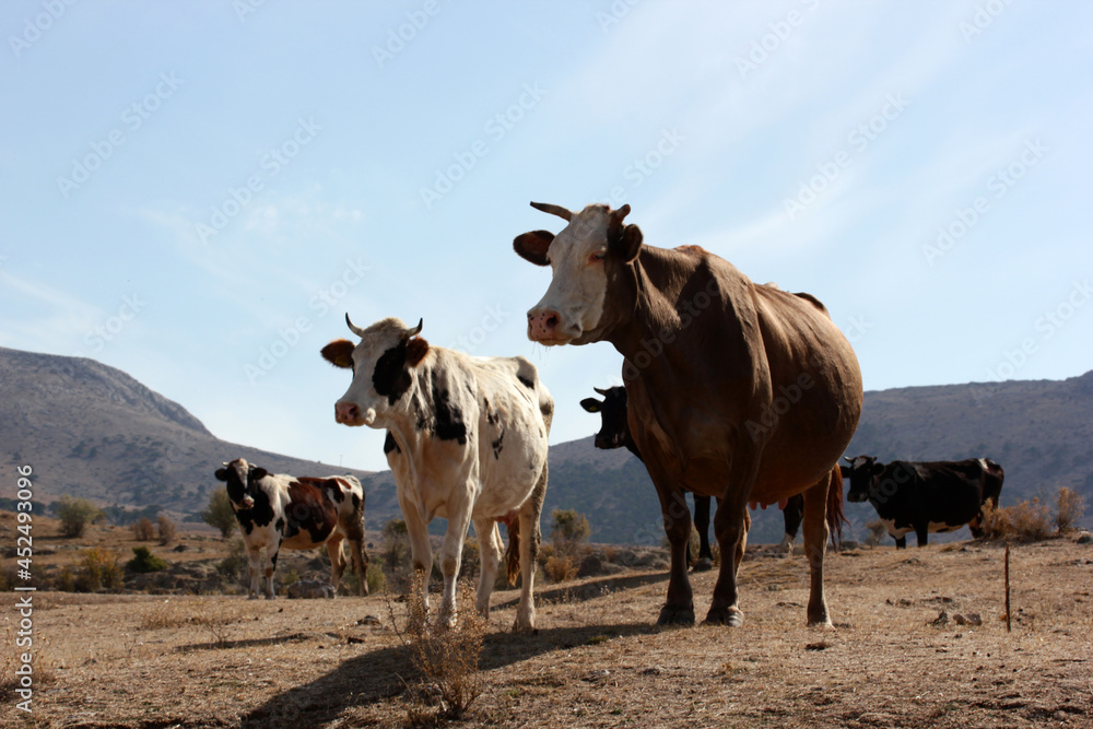 Obraz premium cows grazing freely in nature