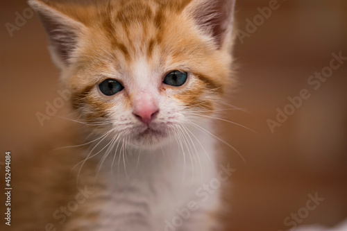 Close-up of a kitten with a sad look, with beautiful blue eyes. Photography made in Madrid, Spain.