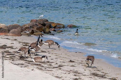 Molting Canada Geese (Branta canadensis) on the shore of the Baltic Sea, Laboe, Schleswig-Holstein, Germany