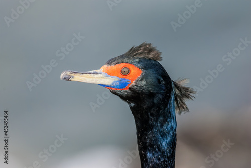 Red-faced Cormorant (Phalacrocorax urile) at St. George Island, Alaska, USA photo