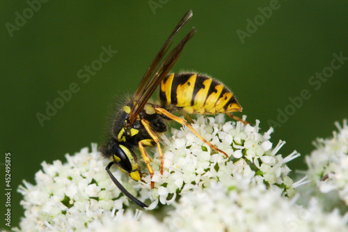 Venomous German wasp, Vespula germanica on the flower © Geza Farkas