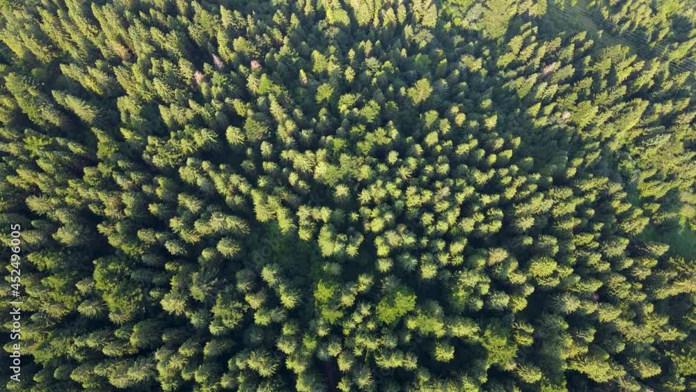 Beautiful landscape from a bird's eye view in a vast forest - a bird's eye view of a drone in the morning bright sunlight. Shot in Danongdafu Forest Park, Hualien, Taiwan. Beautiful landscape from a bird's eye view in a vast forest - a bird's eye view of a drone in the morning bright sunlight. Shot in Danongdafu Forest Park, Hualien, Taiwan.