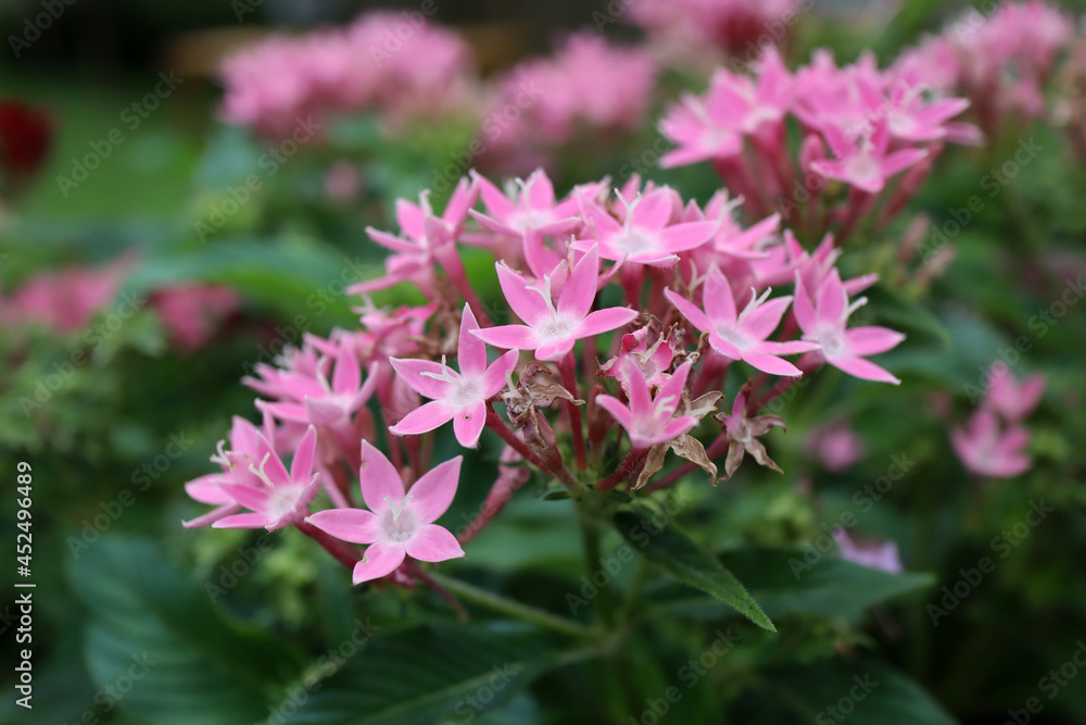 ペンタス 星形の花 ピンク ペンタス 星形の花 ピンク
