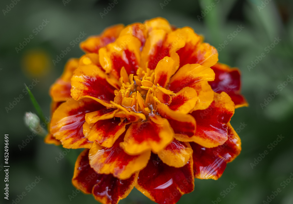Close-up of an orange marigold with raindrops. Close-up of an orange marigold with raindrops.