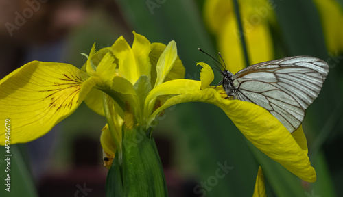 Hawthorn butterfly on a bright yellow iris. A sunny summer day.