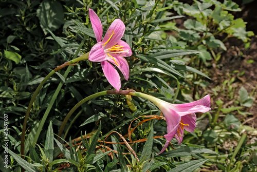 Large-Flowered Pink Rain Lily (Zephyranthes grandiflora) in greenhouse, Moscow, Russia photo