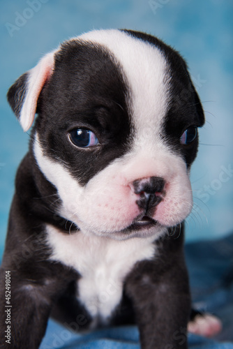 Funny American Bullies puppy on blue background