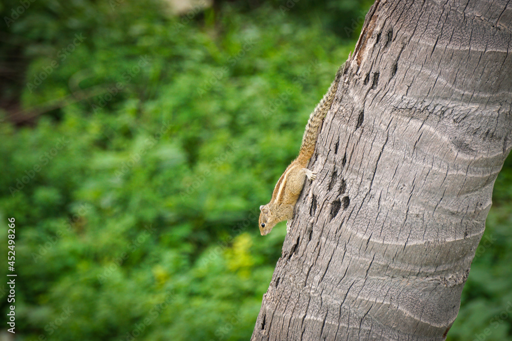 Fototapeta premium Indian palam squirrel on a tree