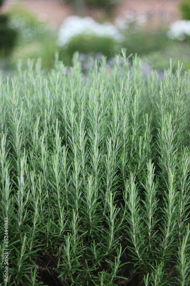 Vertical image of rosemary herb bush in garden with copyspace Vertical image of rosemary herb bush in garden with copyspace