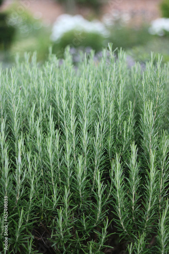 Vertical image of rosemary herb bush in garden with copyspace