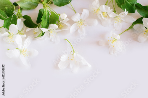Apple blossom on white background