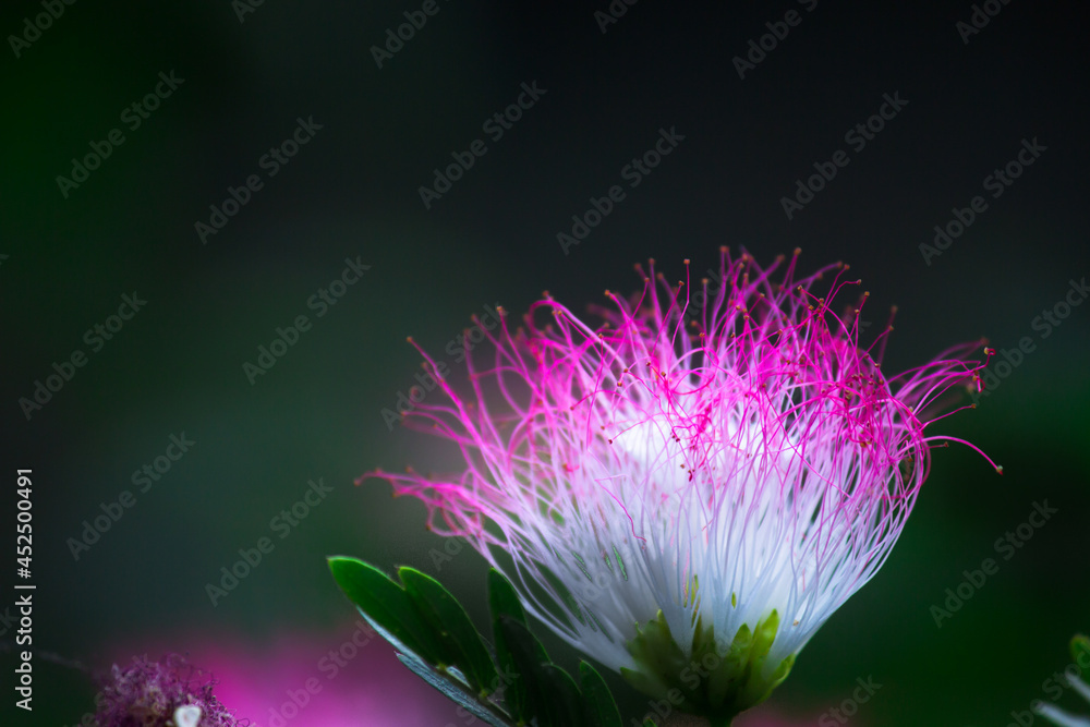 julibrissin, the Persian silk tree or pink silk tree, is a