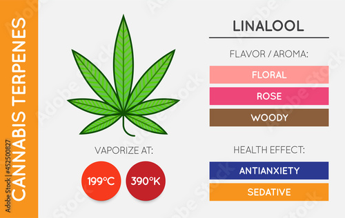 Cannabis Terpene Information Chart. Aroma and Flavor with Health Benefits and Vaporize Temperature. CBD and THC. Vector.