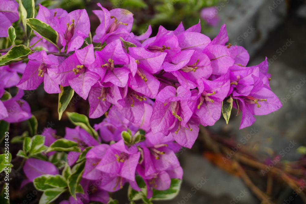 Purple flowers bloom in the city park. Beautiful purple bougainvillea flower. Purple flowers bloom in the city park. Beautiful purple bougainvillea flower.