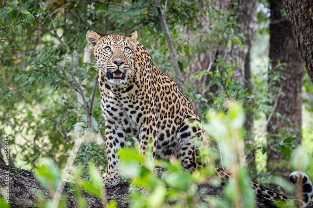 A leopard, Panthera pardus, sits on a log and looks up, surrounded by greenery A leopard, Panthera pardus, sits on a log and looks up, surrounded by greenery