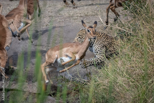 A leopard, Panthera pardus, chases an impala, Aepyceros melampus photo
