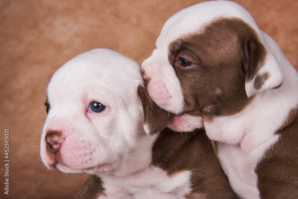 Two funny American Bullies puppies on brown background Two funny American Bullies puppies on brown background