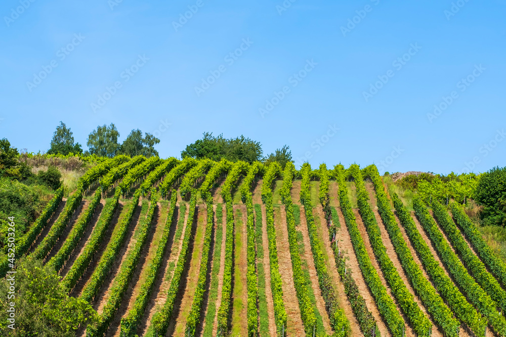 View towards a well-tended vineyard on a sunny summer day in Rheinhessen / Germany 