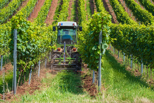 A winemaker drives his tractor through his vineyard in Rheinhessen / Germany and loosens the soil 