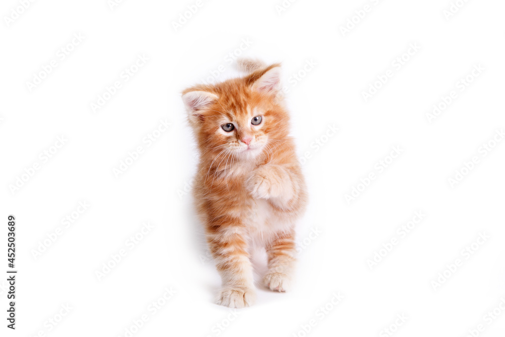 a Maine Coon kitten is isolated on a white background
