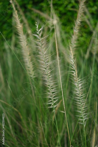 grass in the summer