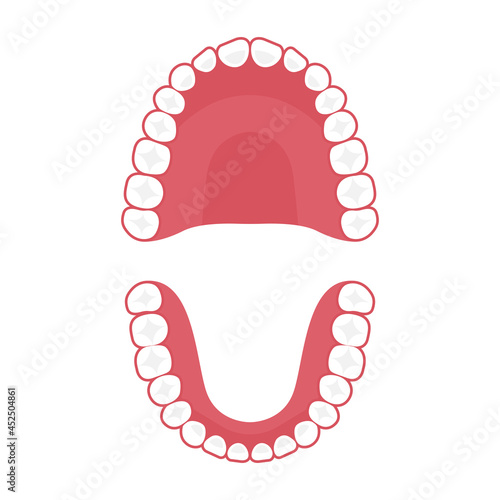 Teeth upper and lower jaw, vector tooth for dental clinic