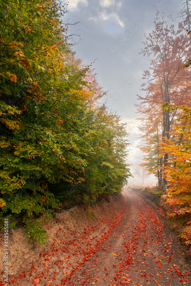 country road through autumn forest. beech trees in colorful foliage. beautiful nature scenery on a foggy morning. travel back country concept