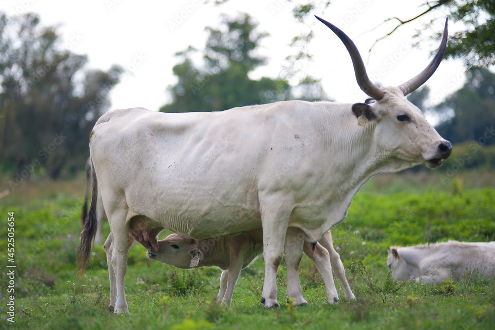 Hungarian Grey. Domesticated cattle breed. Ancient breed of domestic beef cattle indigenous to Hungary. Hungarian Grey. Domesticated cattle breed. Ancient breed of domestic beef cattle indigenous to Hungary.