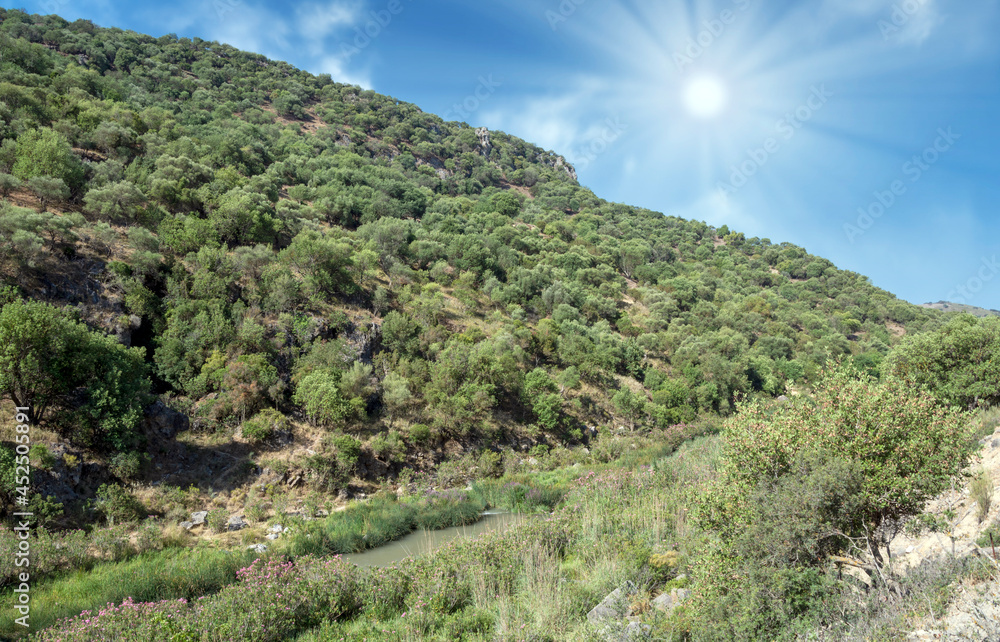 Naklejka premium Meadows with trees
