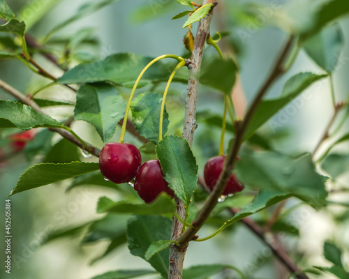 Ripe cherry grows on a branch among the foliage.
